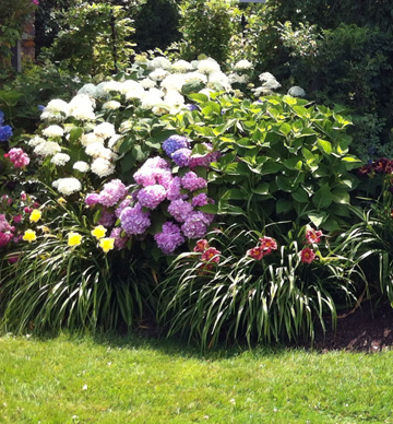 hydrangeas flower garden