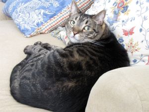 death, pet, cat, loss